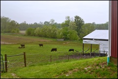 cow pasture 2pm cow pasture 2pm