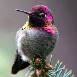 hummingbird