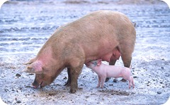 800px-Sow_with_piglet
