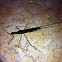 Water Scorpion