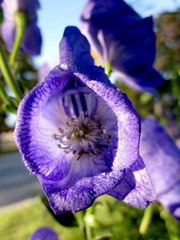 [purpleflowersfall2.jpg]