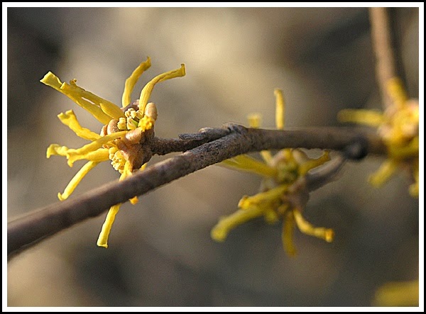 Witch Hazel Dogs Ear Infection Witch Hazel Dogs Ear Infection