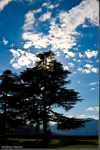 California_tree