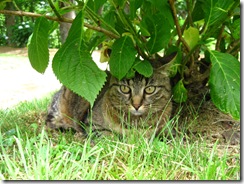 IMG_4434 IMG_4434