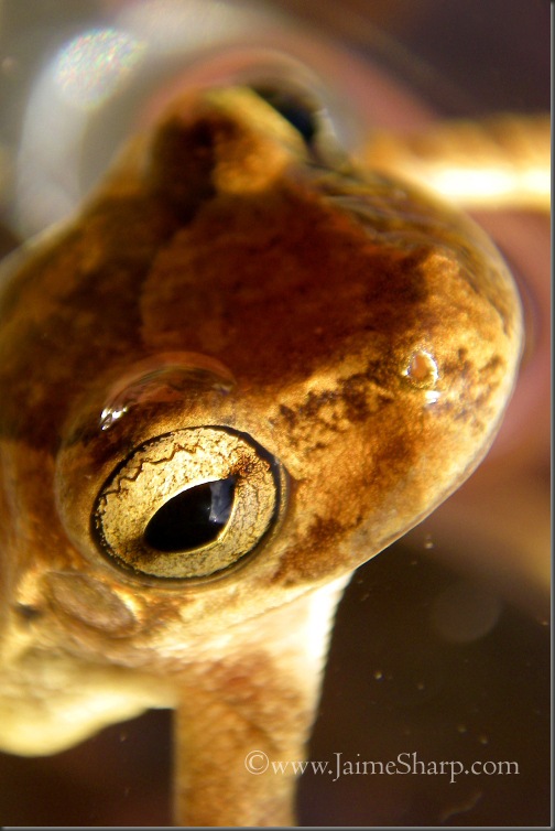 Frog 3(C)JaimeSharp0137