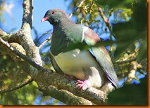 Wood pigeon