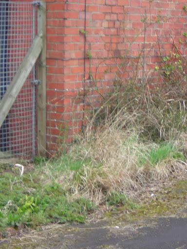 lynton