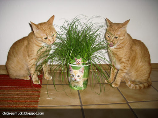 Cat Grass