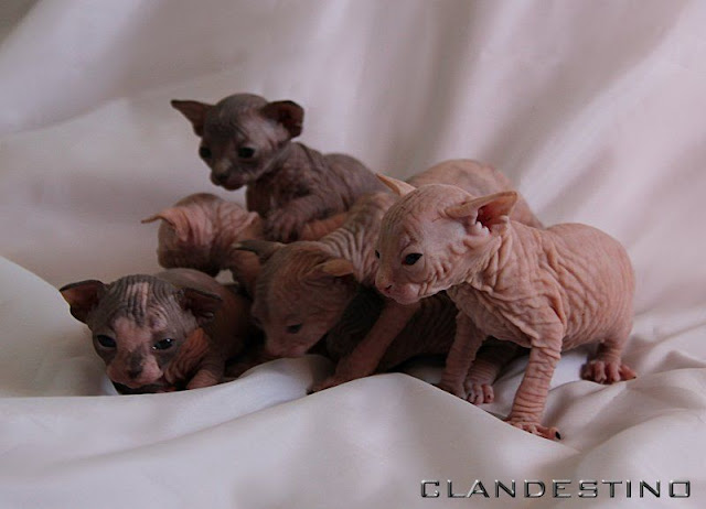 Le gang Clandestino :-P - Page 9 Les%20chatons%20ont%203%20semaines%20(5)