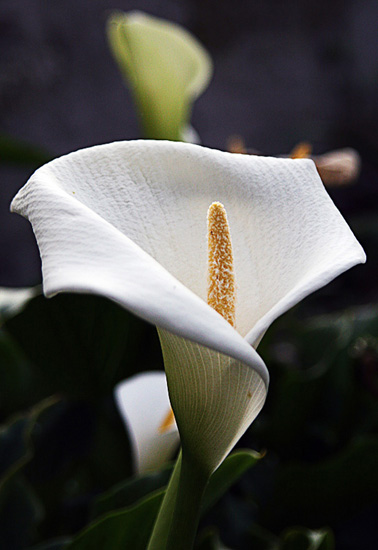 Flores Macro