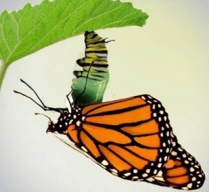 [Caterpillar to butterfly[8].jpg]