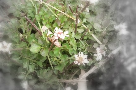 [miniatureflowers3.jpg]