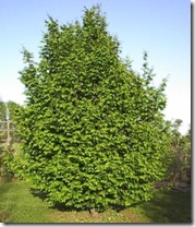 american_hornbeam