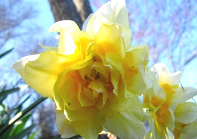 [yellow daffodil[2].jpg]