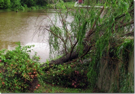 willow tree