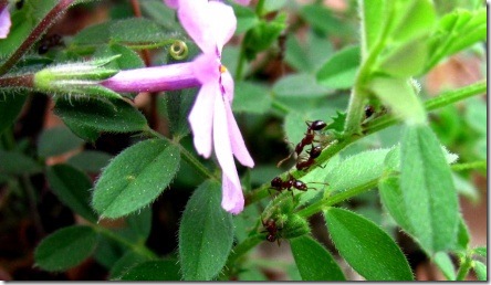 ants on flowers