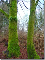 Moss on trees