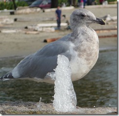 Seagull taking a drink from fountain