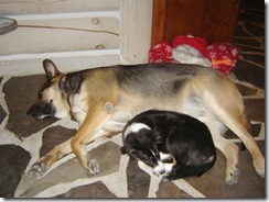 Bailey, TJ and dog