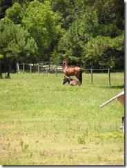 horses 001