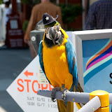 There was parrots at the Union Street Festival that could do very cool tricks by throwing coins up in the air onto their back and then catching it in their beaks!