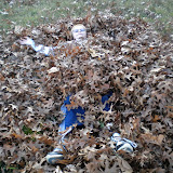 Wil playing in leaves