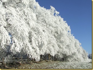DSCF7620