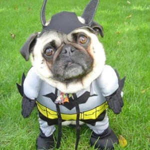 Bat cão