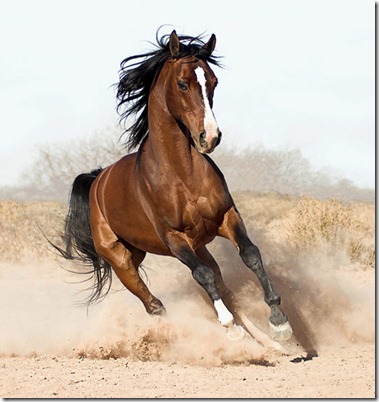 arabian-horse8