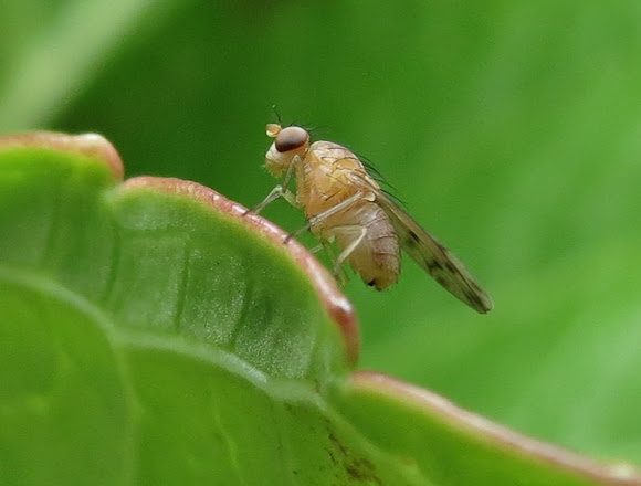 Spotting Image 1