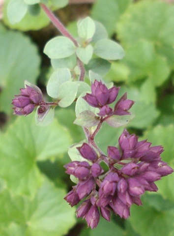 [Oregano flower[2].jpg]