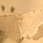 Lesser Maple Spanworm Moth