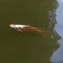 [Thousands_of_Dead_Fishers_VaalRiver_SA_20081205[3].jpg]