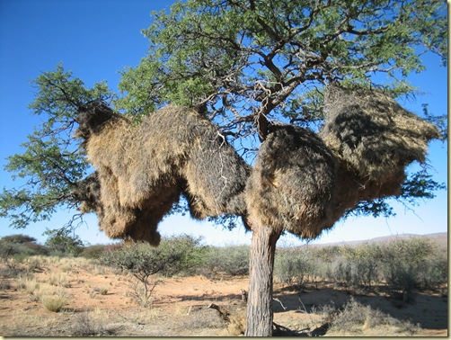 Kuruman Weaver Birds