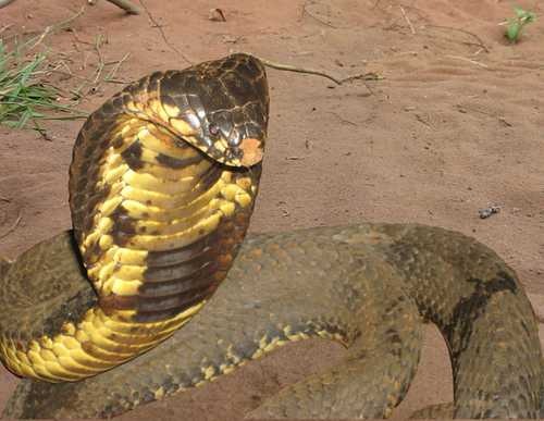 [AfricanCobra[7].jpg]