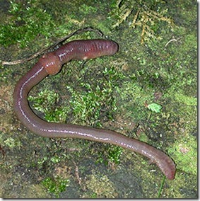 Earth Worm, Lumbricus Terrestris, common European Earthworm