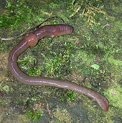 [Earth Worm, Lumbricus Terrestris, common European Earthworm[5].jpg]