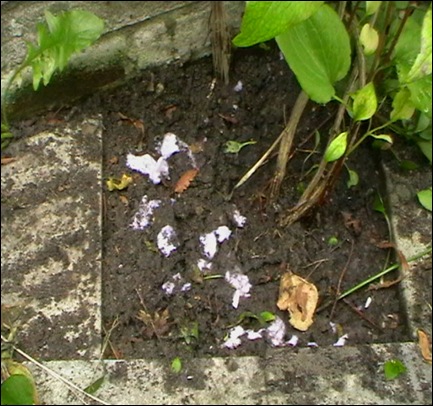 Eco toilet paper test June 2009 Day One feeding to earth worms Dokkum