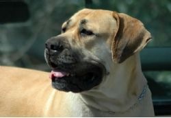 [African Boerboel is large muscular and impressive with a powerful jaw[7].jpg]