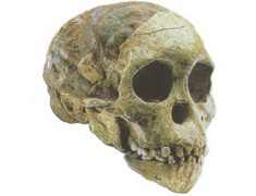 [Taung Child was killed by large predatory bird says Prof Lee Berger of Wits Palaeoanthropology in 2006[4].jpg]