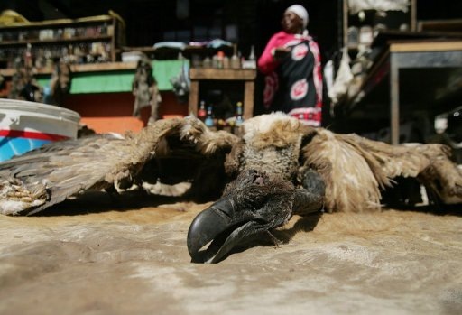 [Dead vulture for sale at Traditional Healer's Shop, Farady market Johannesburg AFP pic Dec272009.jpg]