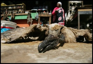 Dead vulture for sale at Traditional Healer's Shop, Farady market Johannesburg AFP pic Dec272009