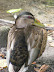 dscf0263.jpg
