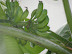 dscf0274.jpg