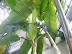 dscf0275.jpg