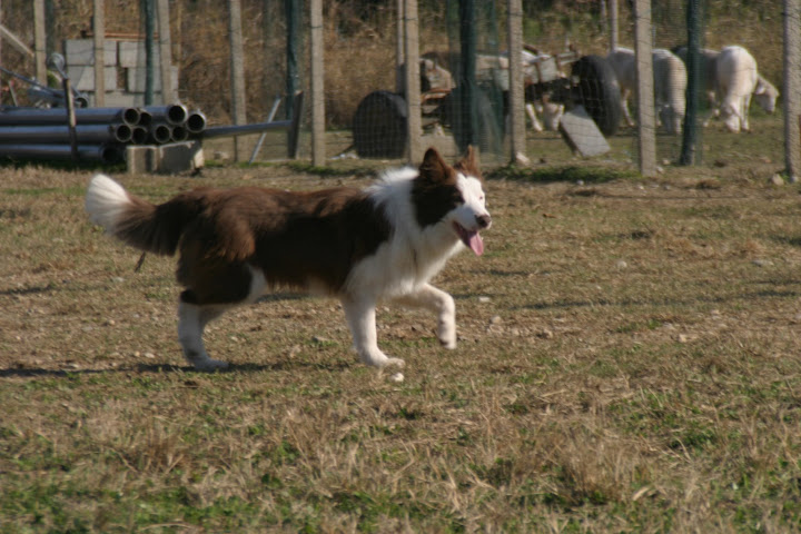 darillo1