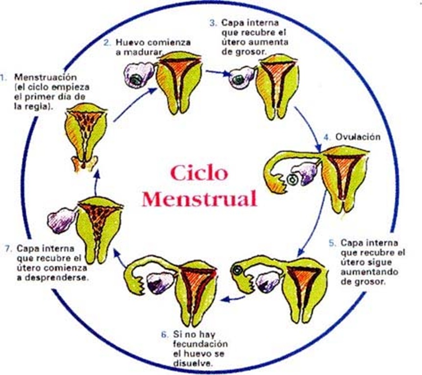 [ciclo_menstrual[1].jpg]