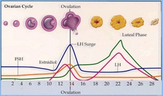 [ovulacion 1[5].jpg]