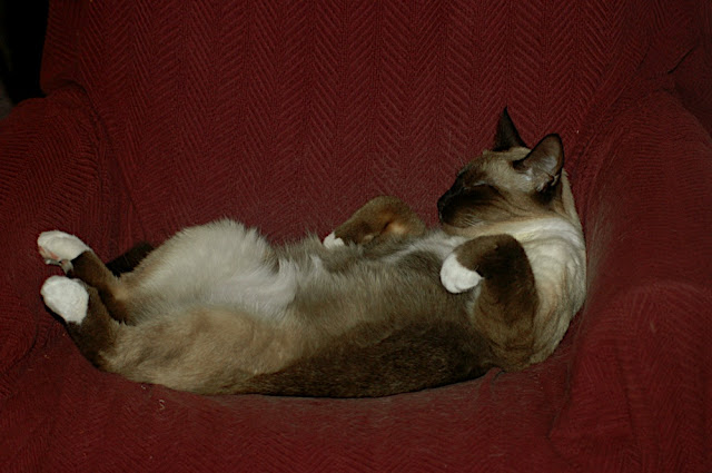 DSC_7515.JPG