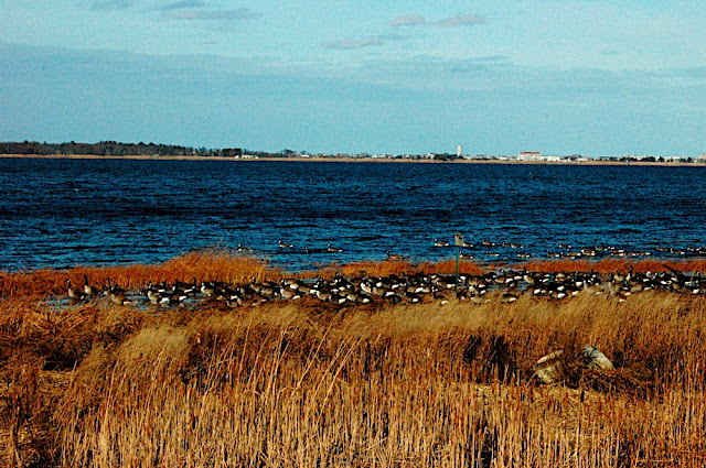 DSC_8248.JPG